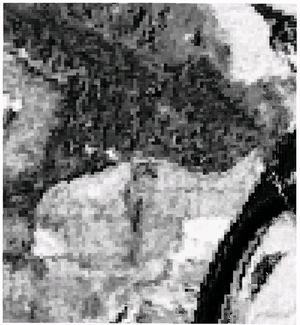 index. However, a Landsat image has pixels that are 30m across, this particular image had been resampled to 25m pixels, which is a much coarser resolution that the orthophoto resolution.