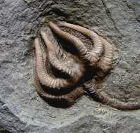 The types of fossils in the rocks being compared So if fossils of this