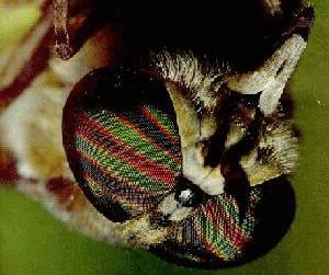 Family Tabanidae Tabanus Horsefly Deerfly