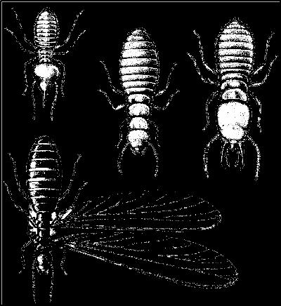 Order Isoptera (similar wings) Termites colonial social structure Eusocialtiy