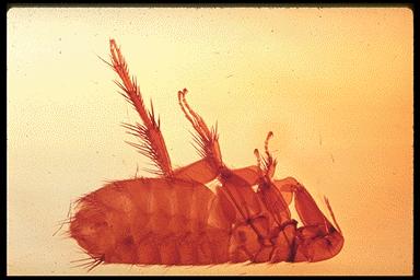 Order Siphonaptera Flea Lost wings through evolutionary change Life Cycle of Fleas