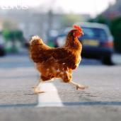 Joke: Why Did the Chicken Cross the Road? Aristotle (330 BC): Because it is the nature of chickens to cross roads.