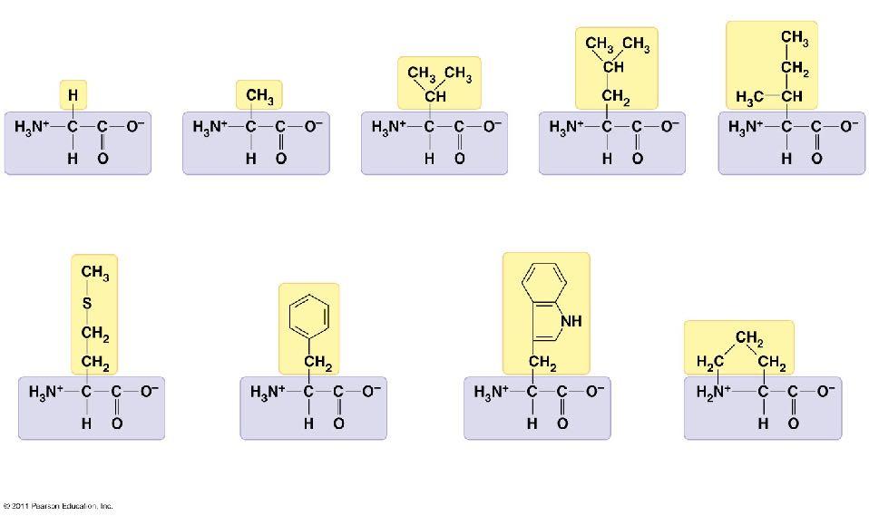 Nonpolar amino acids Glycine (Gly or G) Alanine (Ala or A) Valine (Val or V) Leucine (Leu or L)