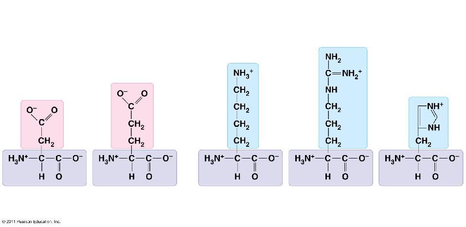 Charged amino acids Acidic (negatively charged) Basic (positively charged) Aspartic acid