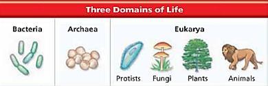 All six kingdoms are separated into the THREE DOMAINS of Life: A. Domain Bacteria Kingdom Bacteria or Monera B. Domain Archaea Kingdom Archaebacteria or Archaea C.