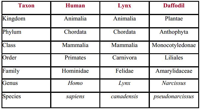 NOTE: The more taxons two organisms have in common, the more closely related they are. Humans and Lynx have 3 taxons in common so they are more closely related.