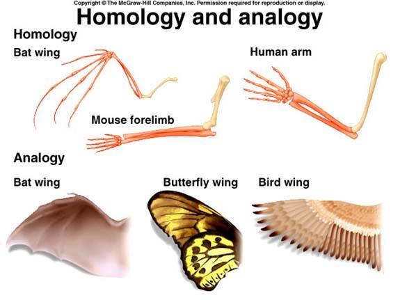 Morphology Taxonomists study an organism s morphology and compare it to other living organisms.