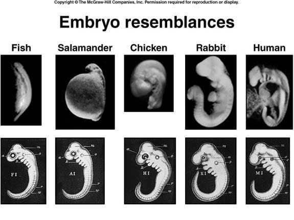 Embryological Patterns Early pattern in embryological development provide evidence of phylogenetic relationships.