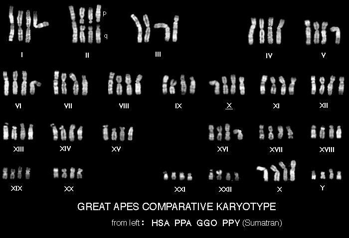 Comparison of Karyotypes Human (HSA), chimpanzee (PPA), gorilla (GGO), and orangutan (PPY) chromosomes are