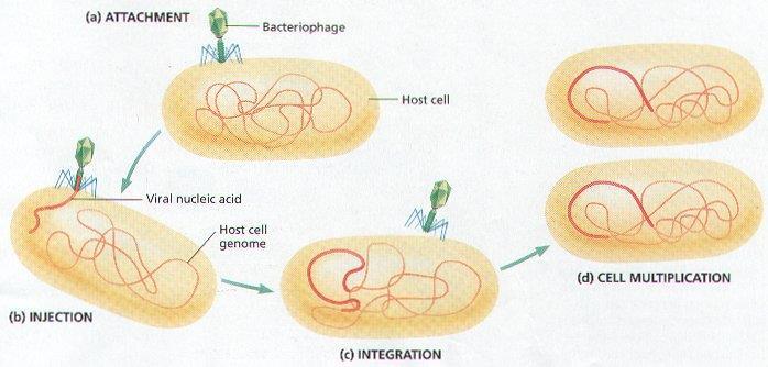 How a Virus Invades a Cell a) attachment of virus to host cell b) injection of viral DNA c) Integration of the viral DNA