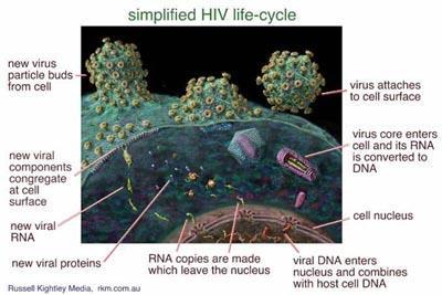 HIV: a Retro Virus a) HIV attaches to the cell surface b) Virus core enters cell and its RNA is converted to DNA (reverse transcription) c) Viral DNA enters