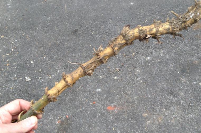 Bamboo Rhizomes are strong and not easily broken.
