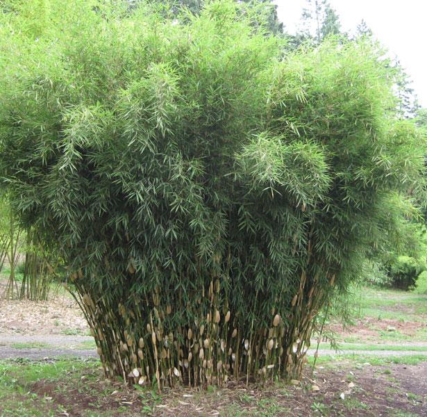 Bamboo Bamboo can be divided into two categories, defined by their type of rhizome: clumpers and runners. Clumping bamboos ( pachymorph ) produce rhizome that grow only short distances each year.