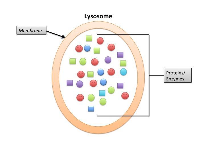 Lysosomes Plant Cell, Animal Cell or Special Information Animal (sometimes in plant) small round structures located in