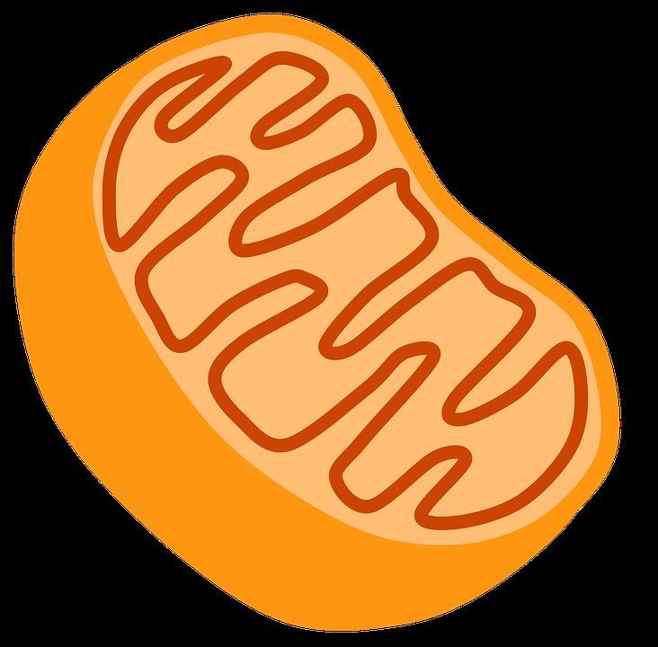 Mitochondria Plant Cell, Animal Cell or Special Information