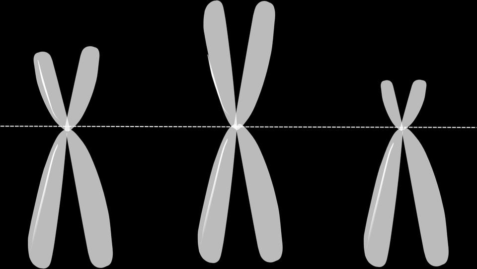 Chromosomes Plant Cell, Animal Cell or Special Information A stringlike structure in a cell nucleus that carries genetic