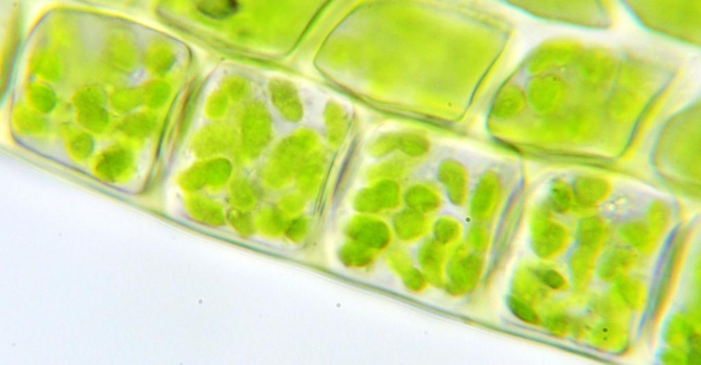 Chloroplasts Plant Cell, Animal Cell or Special Information Plant Organelle that makes sugars, using carbon dioxide, water, and the energy from sunlight.