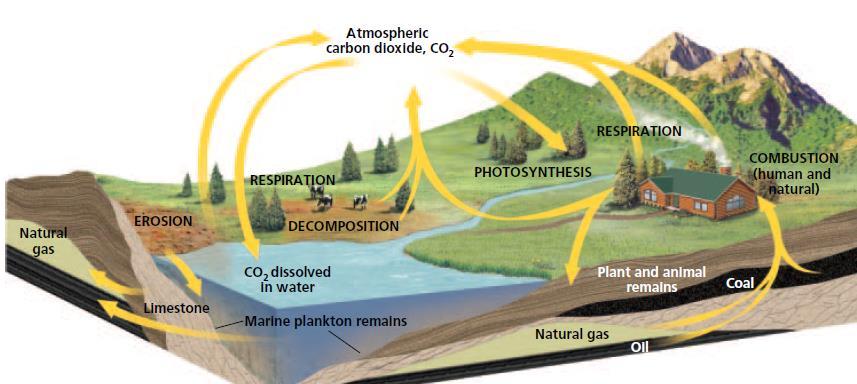 The Carbon Cycle: #13 1 3 2 4 5 1. What are some of the chemicals that carbon is in while traveling the through the cycle? (there are 6) 2.