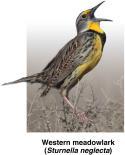 One or more reproductive barriers prevent members of different species from breeding. What might prevent Eastern and Western meadowlarks from interbreeding? 7.