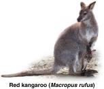 For example, the geographic isolation of Australia accounts for the dominance of marsupial mammals. 7.