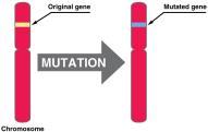 6 Microevolution is a generation-togeneration change in the gene pool.