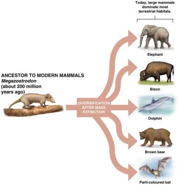 8 Rapid species diversification follows mass extinctions.