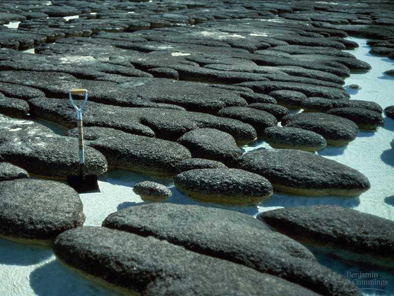California Top: Mat from Baja Bottom: Stromatolite from