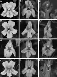 of floral identity few gene differences involved in quite different