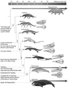 has been uncovered Early stages were clearly terrestrial Paleontologist Phil Gingerich with 40 my old Basilosaurus with