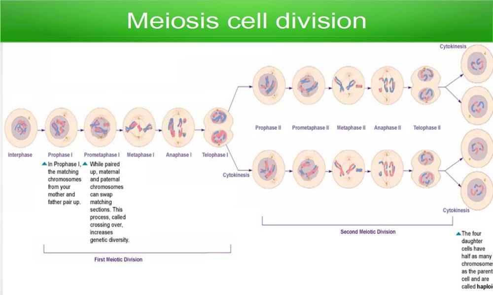 Meiosis cell division[/caption] Meiosis_II or Equational division : Meiosis-II division is much similar to mitosis.