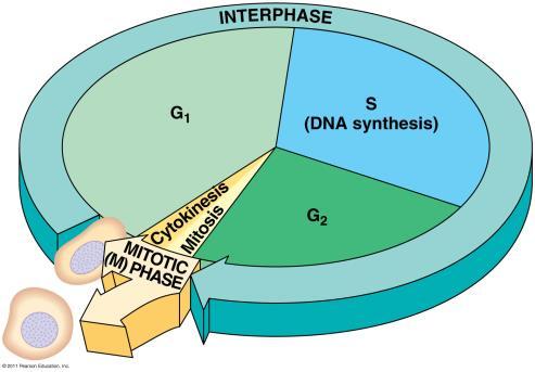 Topic 8 Mitosis & Meiosis Ch.12 & 13 The Eukaryotic Genome pp. 244-245,268-269 Genome All of the genes in a cell.