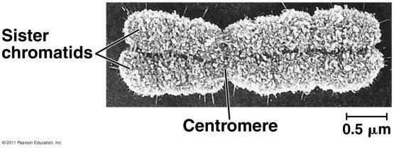 The Eukaryotic Genome A duplicated chromosome consists of two sister chromatids.