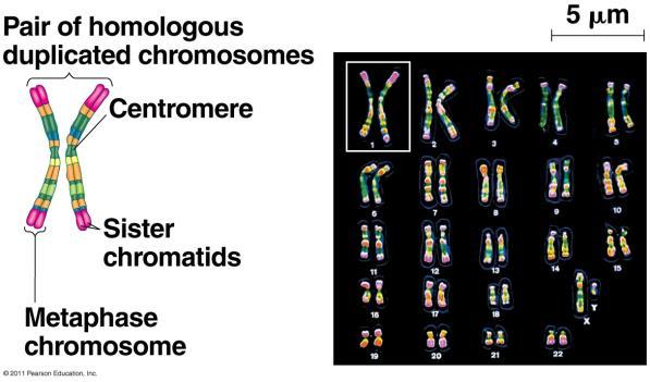 Centromere Where sister chromatids are attached. Fig. 16.23 Fig. 12.