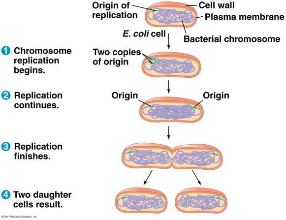 The Eukaryotic Genome In diploid cells, each parent provided a complete set of information. The chromosomes from each parent carry the exact same genes, but the forms of the genes (alleles) may vary.