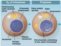 Cell Reproduction in Eukaryotic Cells In unicellular organisms, division of one cell reproduces the entire organism.