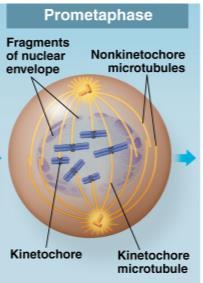 2. Prometaphase Nuclear envelope dissolves.