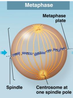 7 3. Metaphase Chromatids line up in the middle of the cell. Fig. 12.7 4.
