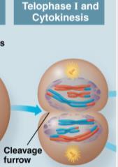 Meiosis I: Telophase I Each half of the cell has a haploid set of chromosomes.