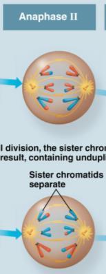 Meiosis II: Metaphase II The sister chromatids are arranged at the equator of the cell.