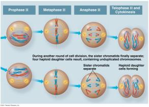 Meiosis II: Anaphase II The sister chromatids separate.