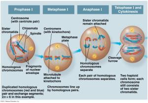 Meiosis II: Telophase II Nuclei reform and the chromosomes begin decondensing.