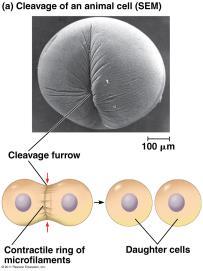 Cytokinesis p.251 Cytokinesis in animal cells results from a pinching off that results in the formation of a cleavage furrow.