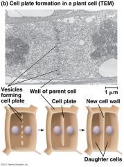 Instead a new cell wall is formed at the middle of the dividing cell. This new wall is called a cell plate. Fig. 12.10 Fig. 12.10 Mitosis vs. Meiosis pp.