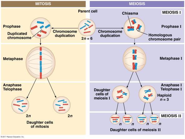 haploid, different from parent cell and each other Produces gametes Fig. 13.9 Creating Variation in Meiosis pp.