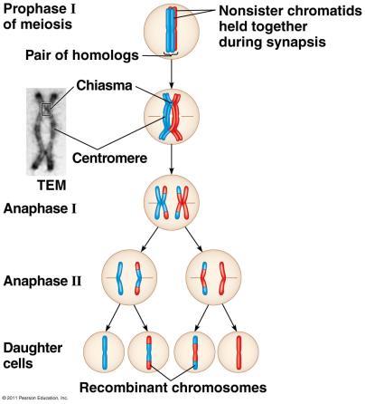 Homologous portions of two nonsister chromatids trade places.