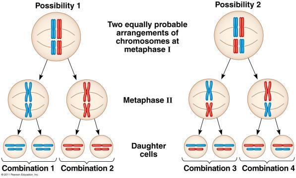 Fig. 13.11 2. Independent Assortment Homologous pairs of chromosomes orient randomly at metaphase I.
