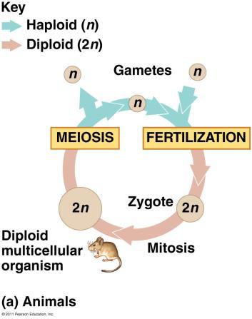3. Random Fertilization Random fertilization adds to genetic variation because any sperm can fuse with any ovum.