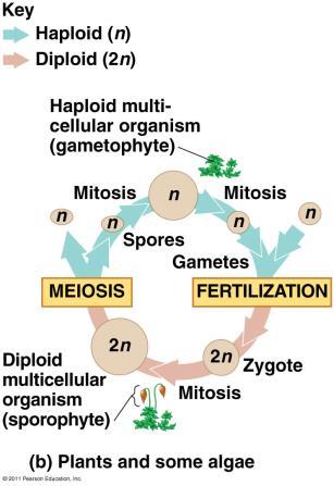 Animals (Humans) - Meiosis produces haploid gametes. Haploid sperm and haploid egg fuse and syngamy (fertilization) produces a diploid zygote.