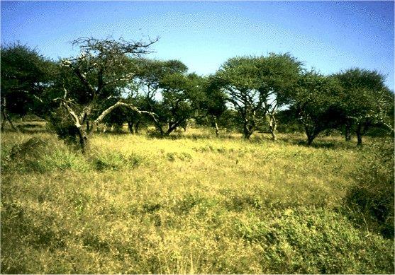 Pages 65 TROPICAL DECIDUOUS FOREST AND SAVANNAH: thorny forest, woodlands, or scattered trees, many which loose leaves during the dry season. Typical plants include acacias and grasses.