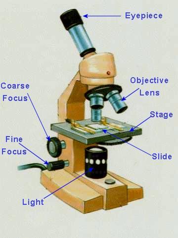 Light and Electron Microscope Terms Ability to make things look larger than they are Lenses Magnify an object by